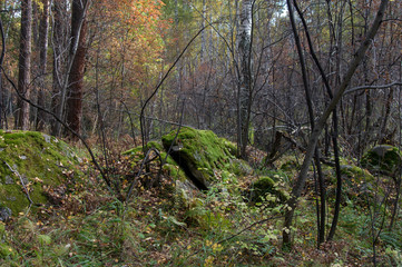 Autumn forest on the lake Arakul