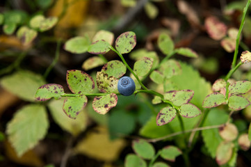 Blueberries on a branch