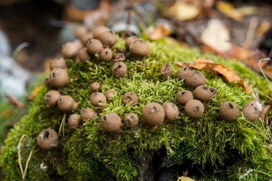 a family of mushrooms growing among moss