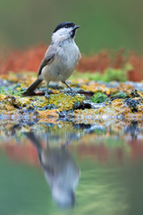 Marsh tit