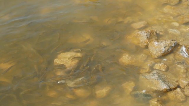 Fish fry floundering in muddy water on the shore