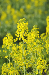 Rapeseed flowers