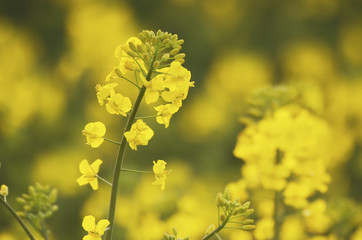 Rapeseed flowers