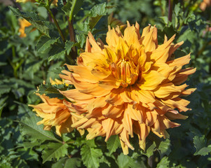 yellow dahlia flower
