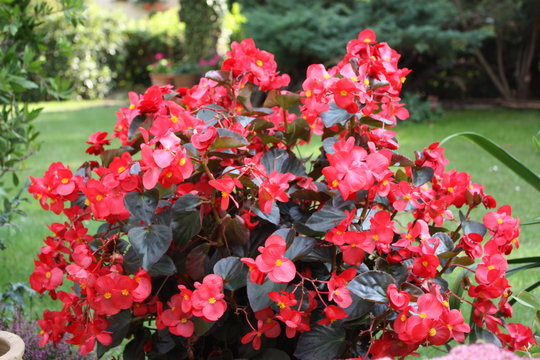 Begonia Flowers Red