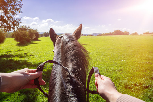 Pferd mit Reiterin auf einem saftig gr&uuml;nen Feld