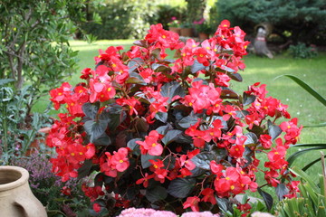 Red begonia flowers in the garden