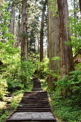 羽黒山の杉並木／山形県鶴岡市の羽黒山参道の杉並木は県指定史跡で、全国かおり風景100選、森林浴の森100選に選定されています。随神門から始まる表参道は、全長約1.7km、2446段の長い石段です。杉並木の数は500本以上で、樹齢350～500年の杉並木です。この杉並木は国の特別天然記念物に指定され「ミシュラン・グリーンガイド・ジャポン」にて、三ツ星を獲得しました。