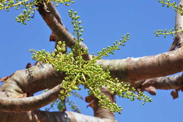 Boswellia tree - frankincense - flower buds
