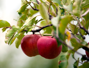red apples