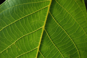 green leaf macro