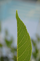 green leaf macro