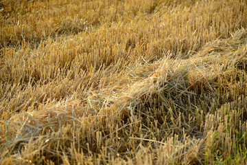 Fototapeta premium Felder