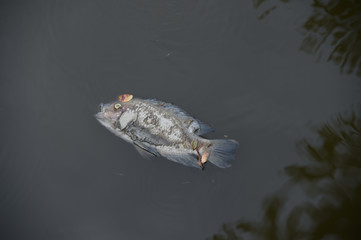 death fish in  bad water pollution