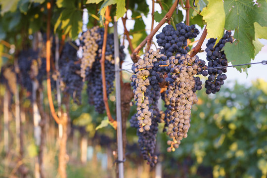 Closeup of ripe Cabernet Sauvignon grapes on the vine. Selective focus.