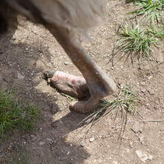Pata y uña de avestruz
