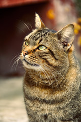 beautiful tabby cat