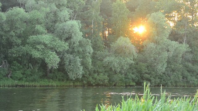 Sunset at river with sun light coming through green tree foliage