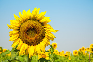Fototapeta premium Sunflower