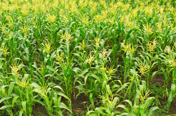 corn field