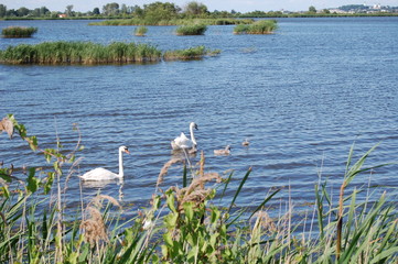 Żółtańce © darekb22