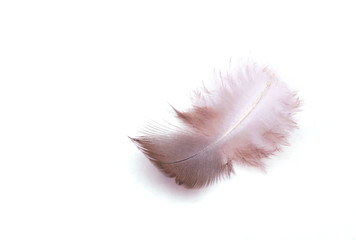 The small feather on a white background