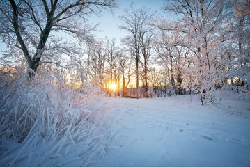 Winter Landscape. Rime on trees. Composition of Nature.