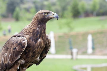 Águila