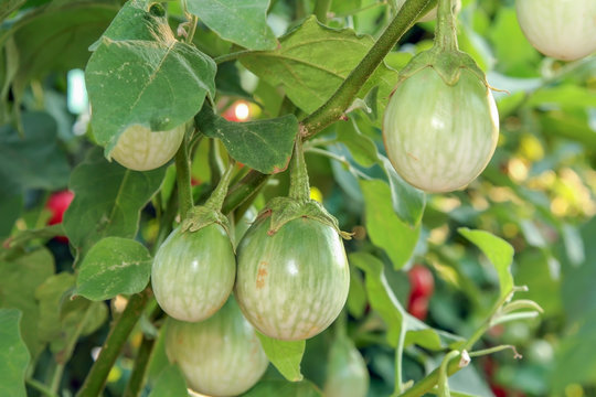 Thai eggplant  ( brinjal ) on tree in sunlight.