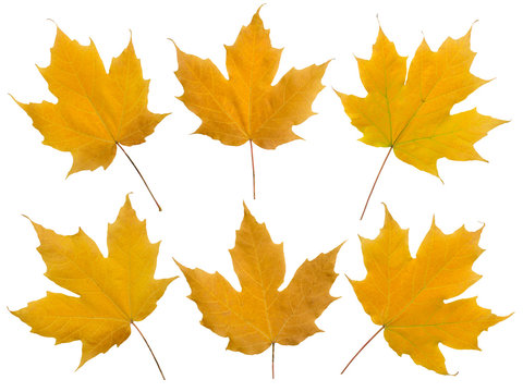 Set of six yellow maple leaves