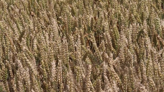 Close up of wheat blowing in the wind 