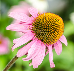 Heilplanze roter Sonnenhut (echinacea purpurea)