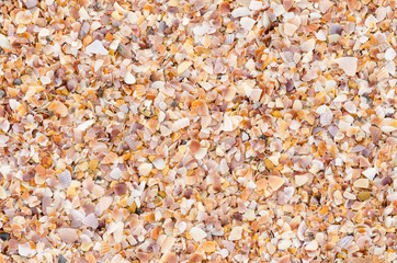 shell background on a sand beach