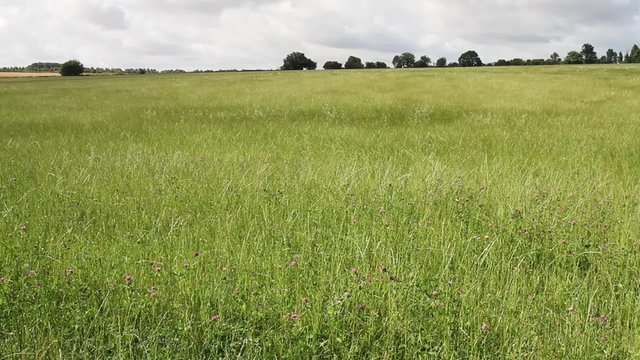 Sunlit meadow with wind blown grass and clover and scudding clouds 