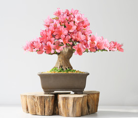 Blühende Bonsai-Azalee im Frühjahr auf Ausstellung