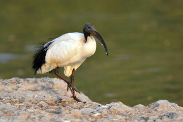 ibis sacré