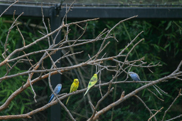 Birds on tree branch