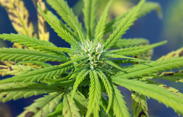 Naklejka na ściany i meble cannabis in blow ready for harvesting