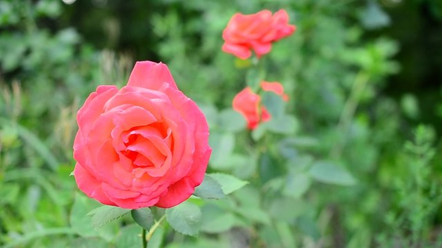 Scarlet rose flower gently swaying blown by breeze 