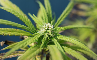 cannabis in blow ready for harvesting