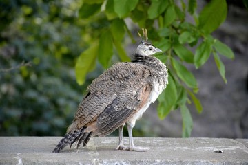 Young peacock standing and background