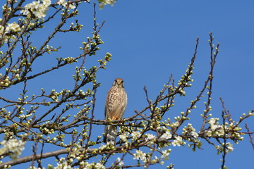 Falkendame im blühenden Apfelbaum