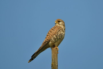 Jungfalke auf Pfosten eines Weidezauns