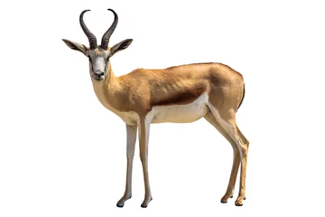 Deurstickers Antilope springbok