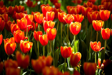 Obraz premium Tulip garden