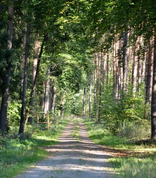 Kohlplattenschlag Bilder Durchsuchen 9 Archivfotos,