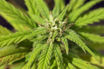 cannabis in blow ready for harvesting