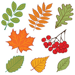Set of hand drawing vector autumn leaves. For graphic design, textile and web.