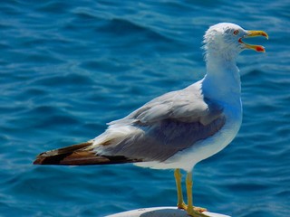 Seagull