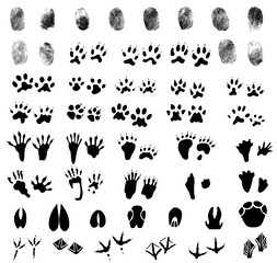 Fototapeta na wymiar Collection of fingerprints, animal and bird trails
